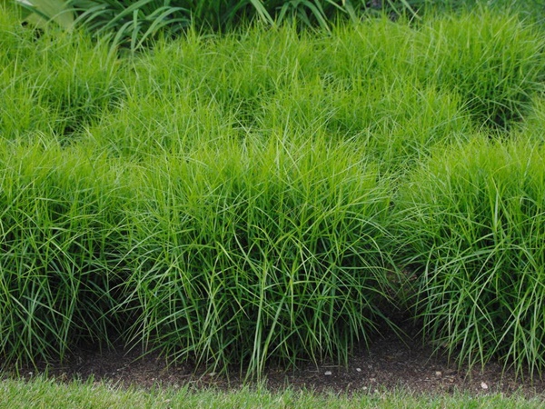 Viksva palminė ( lot. Carex muskingumensis) Viksva palminė ( lot. Carex muskingumensis)